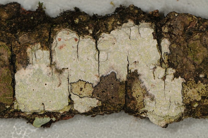 Tree Crabseye Lichen photo 5