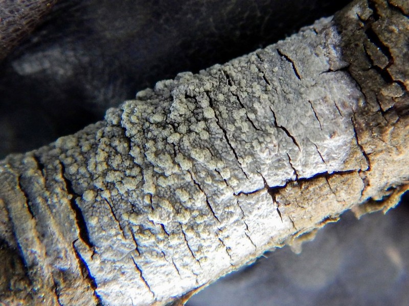Tree Crabseye Lichen photo 6