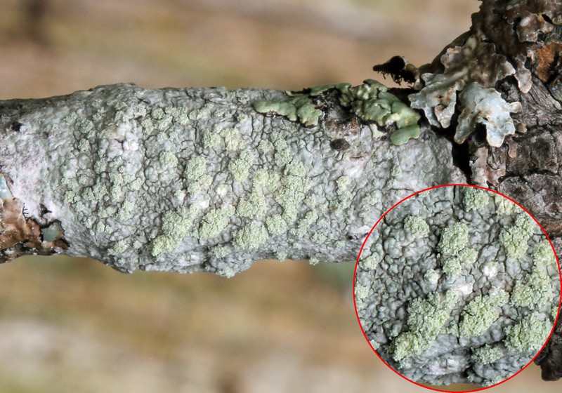 Tree Crabseye Lichen photo 7