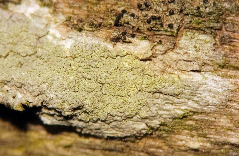 Tree Crabseye Lichen photo 8