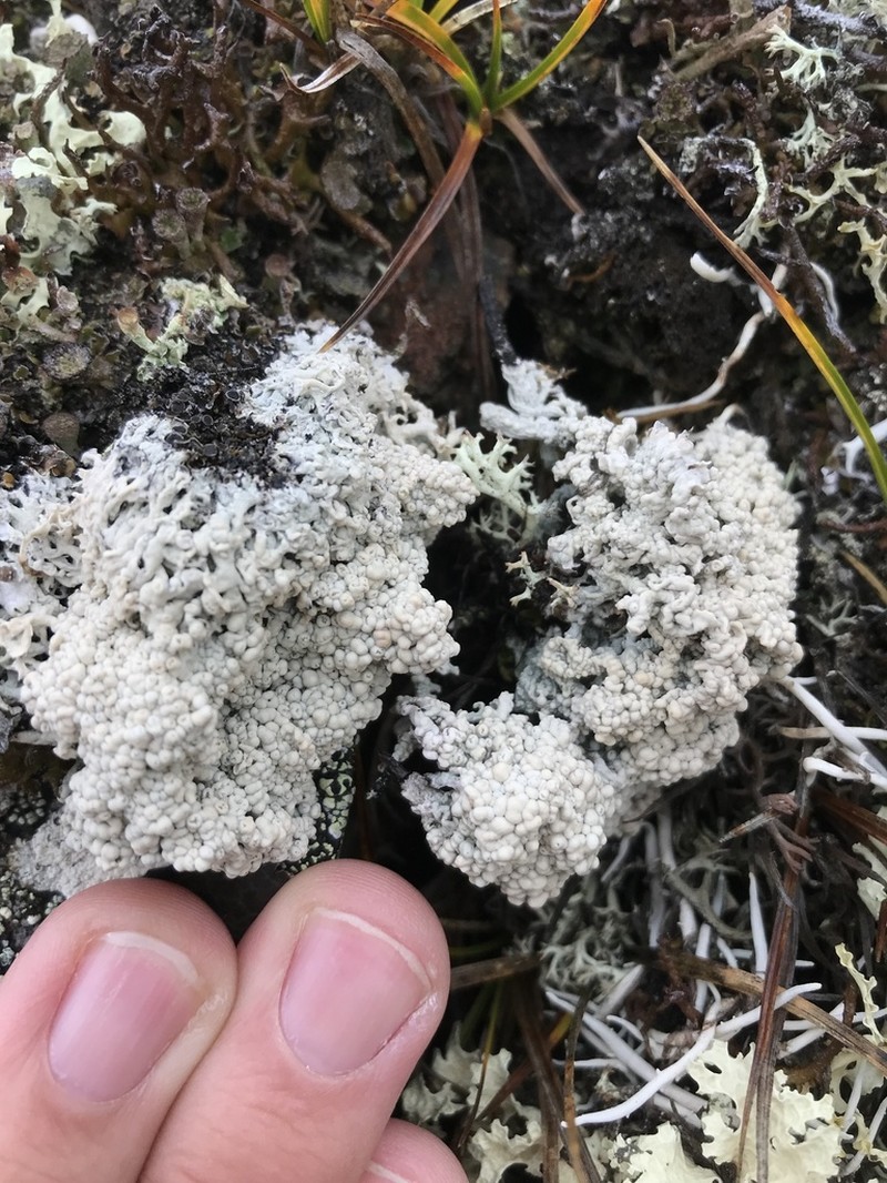 Ochrolechia bryophaga