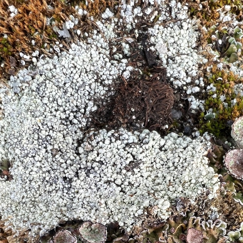 Ochrolechia bryophaga photo 3