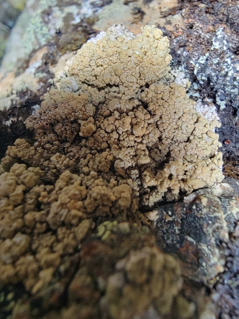 Ochrolechia bryophaga photo 5