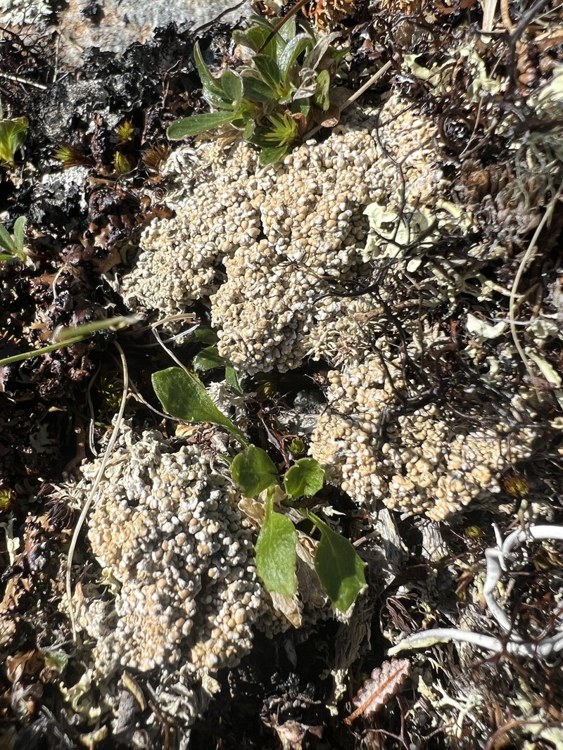 Ochrolechia bryophaga photo 6