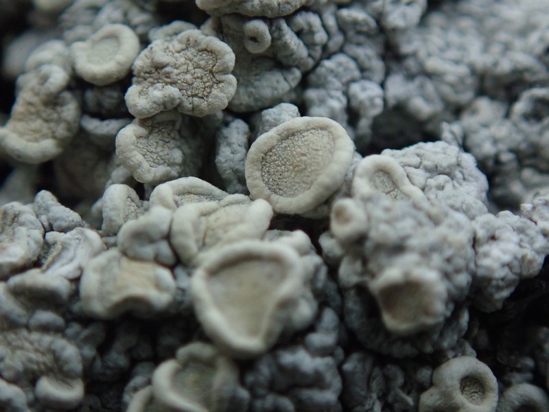 Farinose Crabseye Lichen