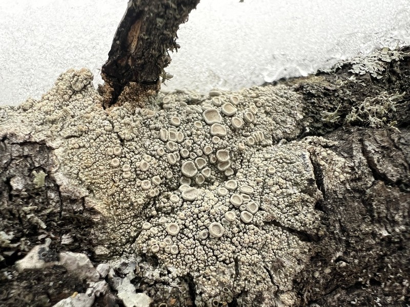 Farinose Crabseye Lichen photo 2