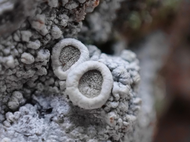 Farinose Crabseye Lichen photo 3