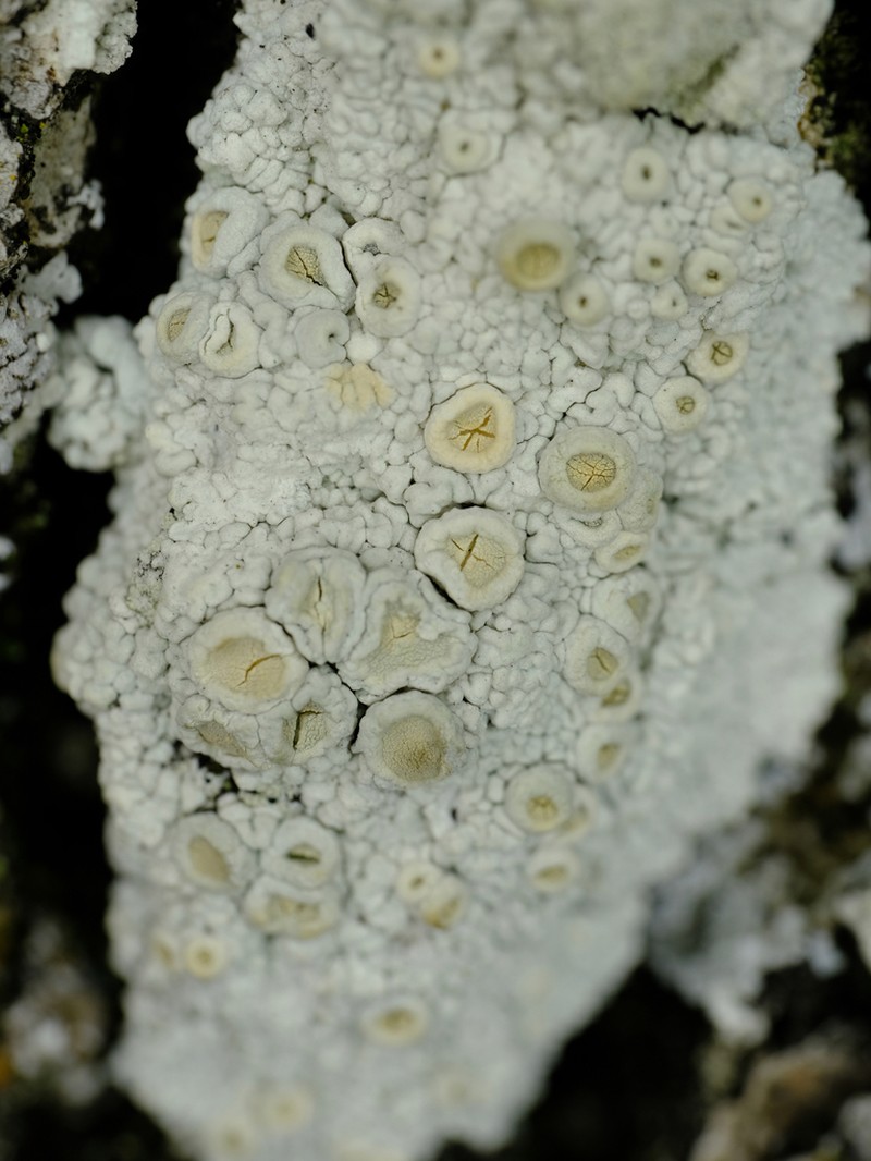 Farinose Crabseye Lichen photo 4