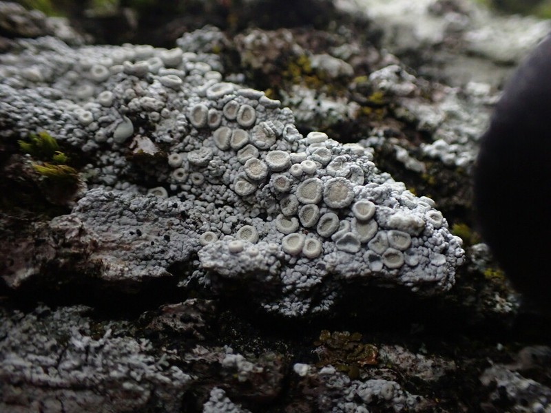 Farinose Crabseye Lichen photo 5