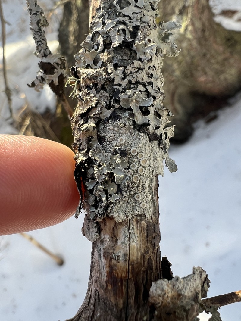 Farinose Crabseye Lichen photo 7