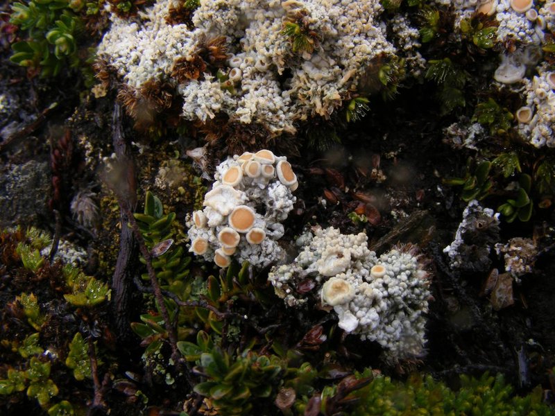 Cold Crabseye Lichen