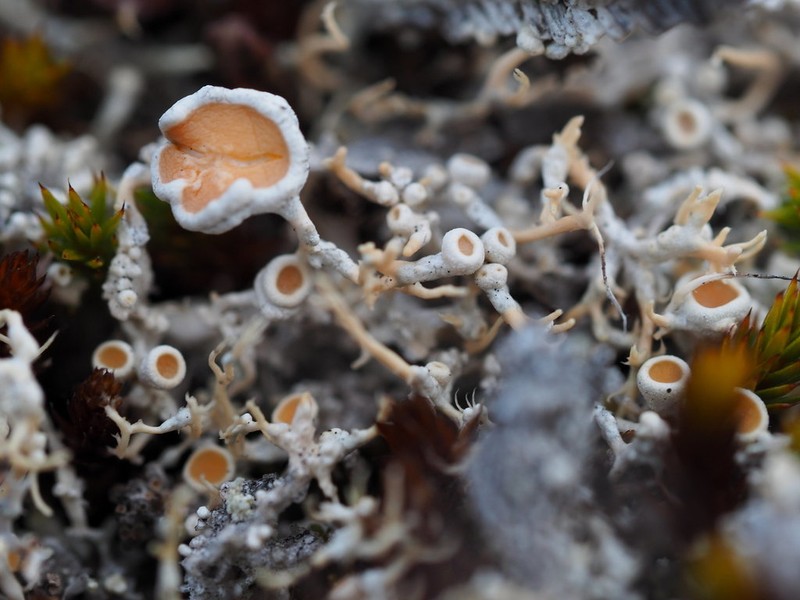 Cold Crabseye Lichen photo 2