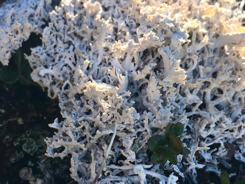 Cold Crabseye Lichen photo 3