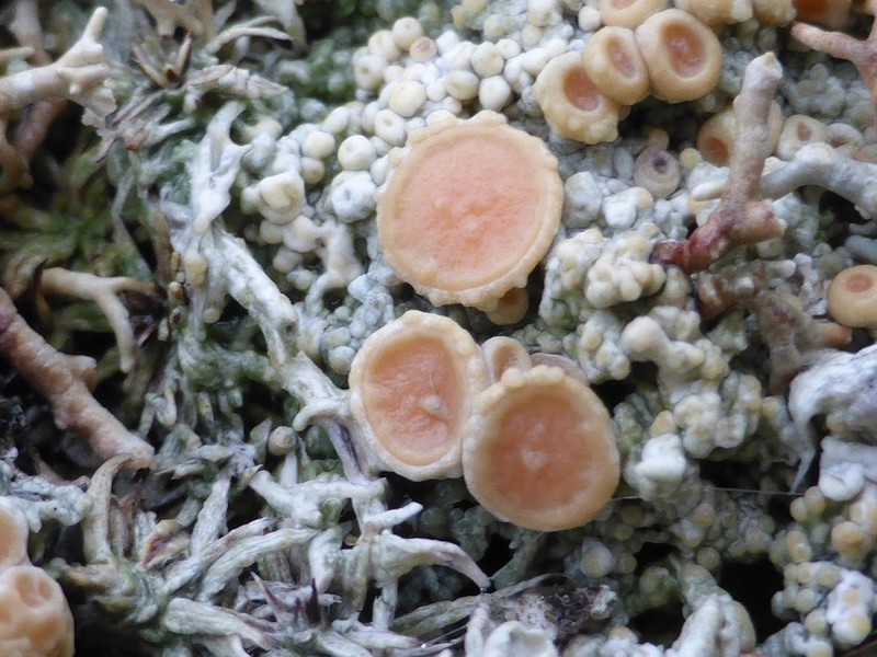 Cold Crabseye Lichen photo 4