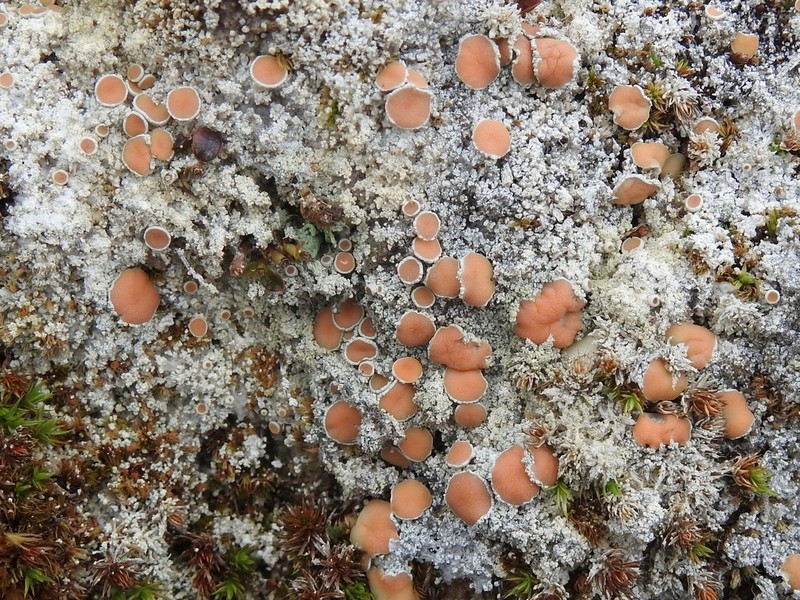 Cold Crabseye Lichen photo 5
