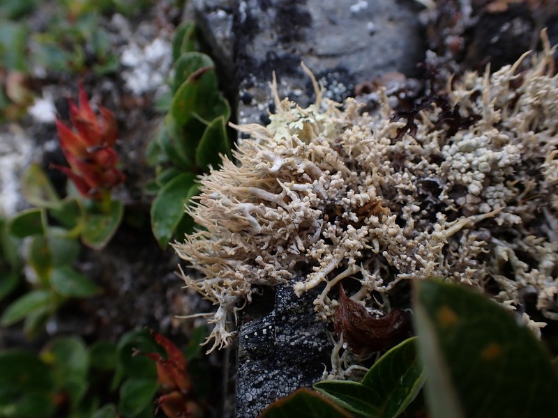 Cold Crabseye Lichen photo 6