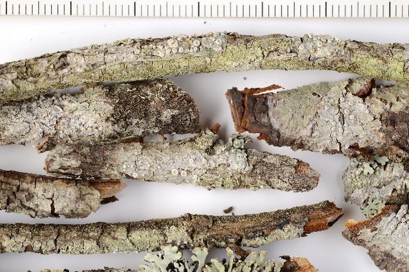 Ochrolechia gowardii