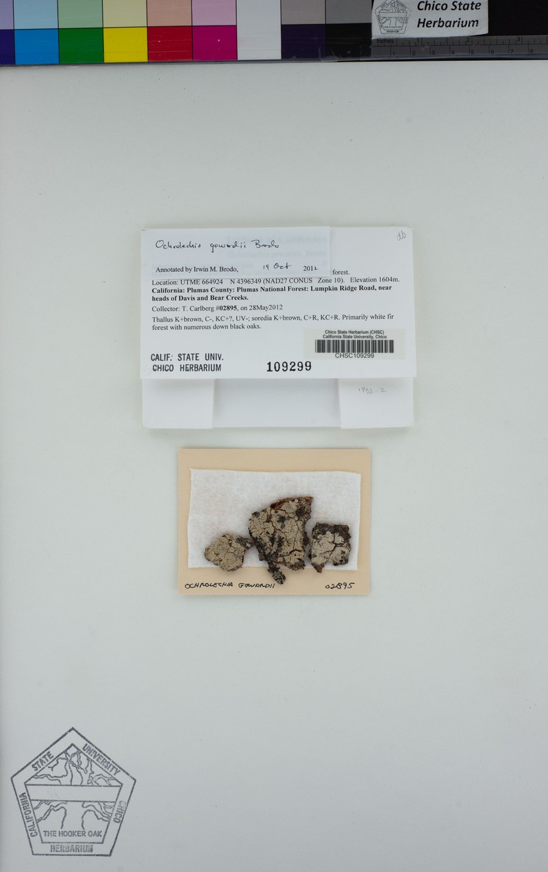 Ochrolechia gowardii photo 2