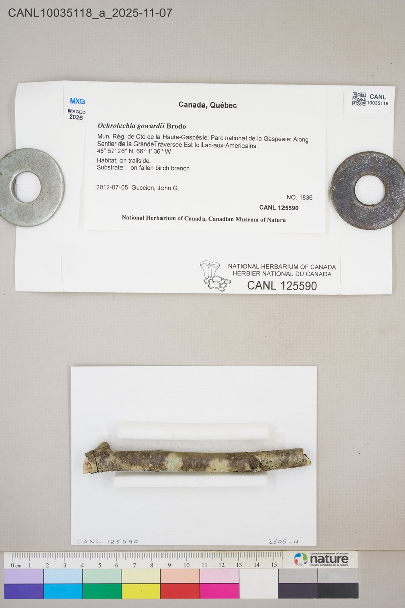 Ochrolechia gowardii photo 3
