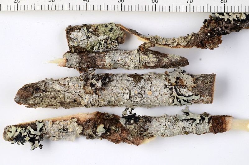 Ochrolechia gowardii photo 4