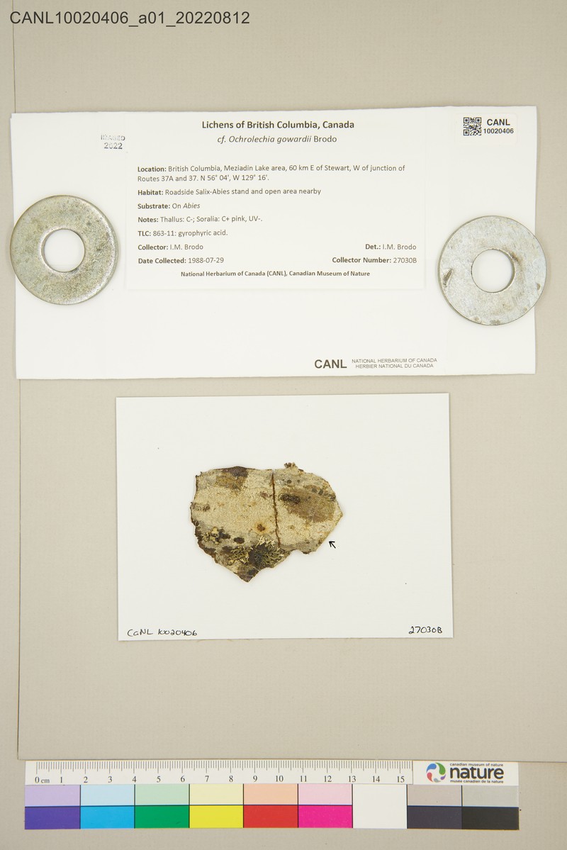 Ochrolechia gowardii photo 5