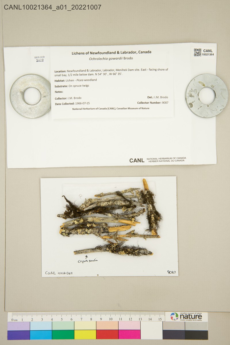 Ochrolechia gowardii photo 7