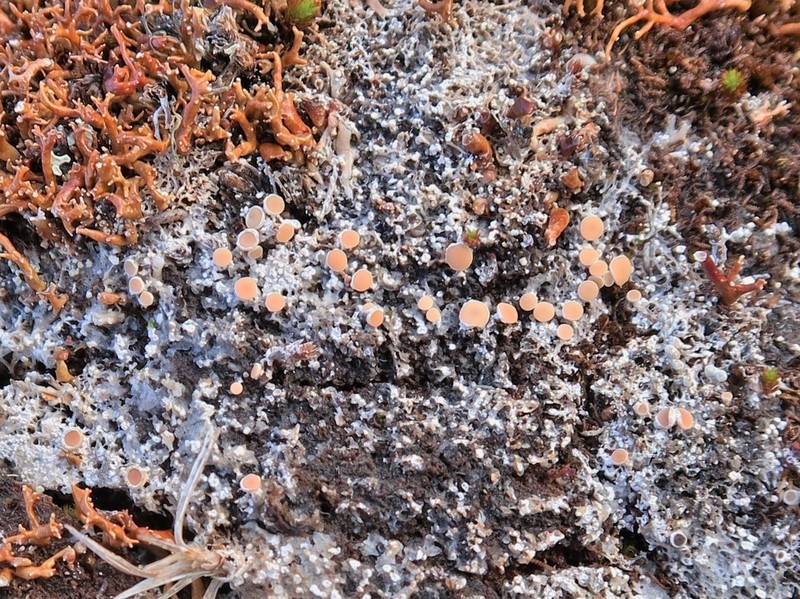 Grimmia Crabseye Lichen