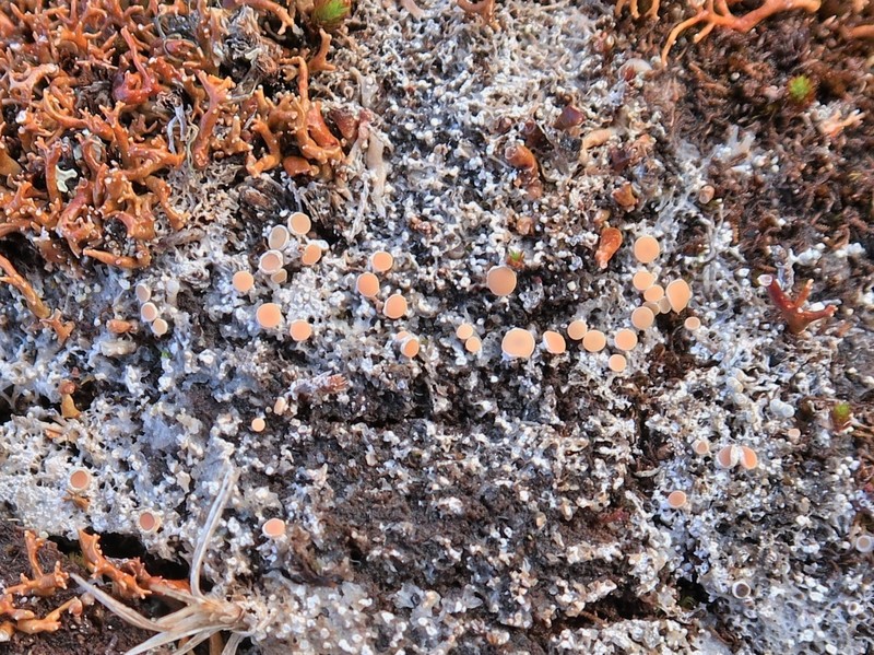 Grimmia Crabseye Lichen photo 2