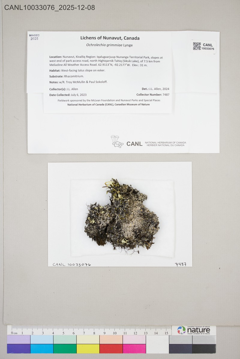 Grimmia Crabseye Lichen photo 4