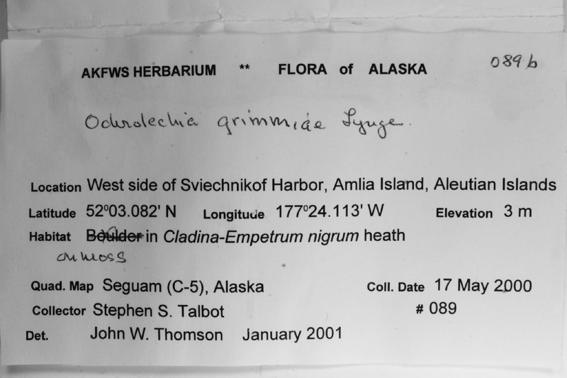 Grimmia Crabseye Lichen photo 7
