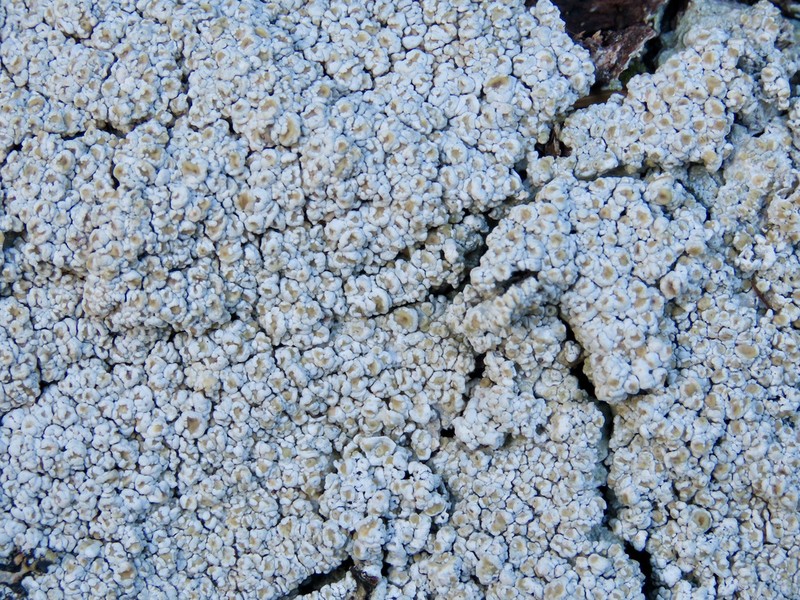 Ochrolechia juvenalis photo 2