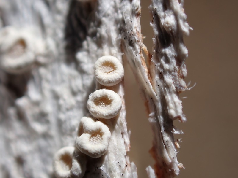 Ochrolechia juvenalis photo 5