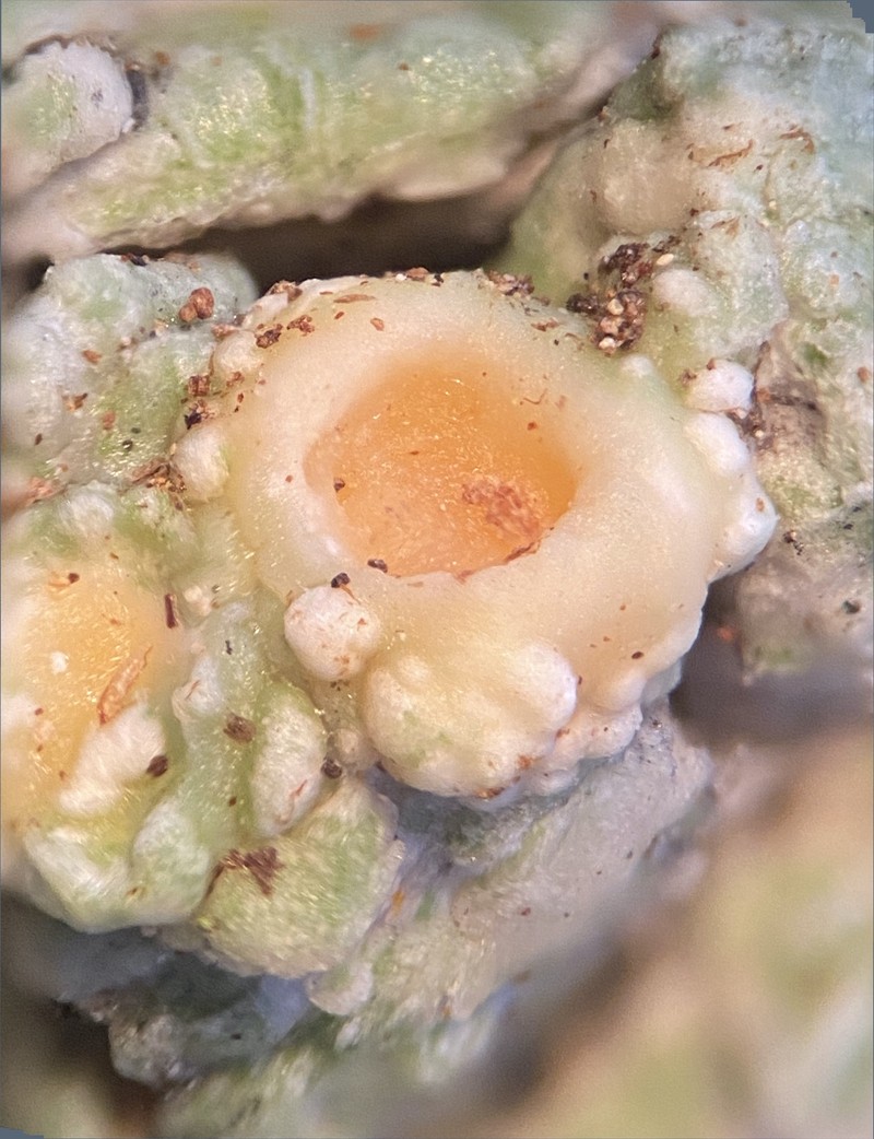 Ochrolechia juvenalis photo 6