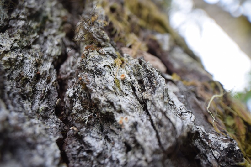 Ochrolechia juvenalis photo 7