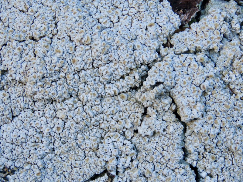Ochrolechia juvenalis photo 8