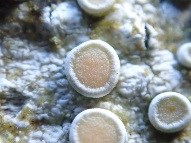 Crabseye Lichen