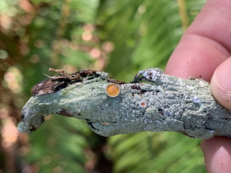 Crabseye Lichen photo 2