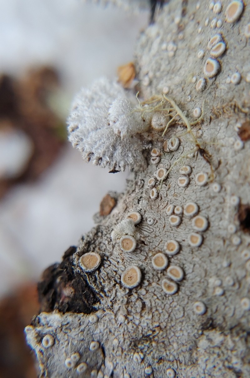 Crabseye Lichen photo 3