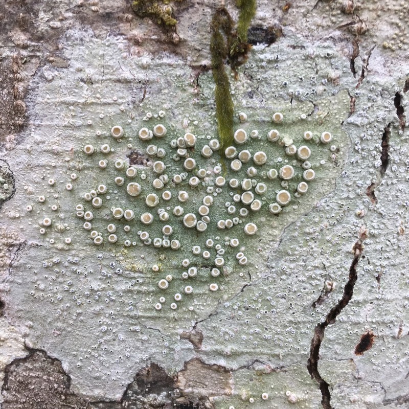 Crabseye Lichen photo 4