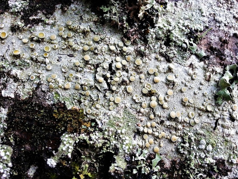 Crabseye Lichen photo 5