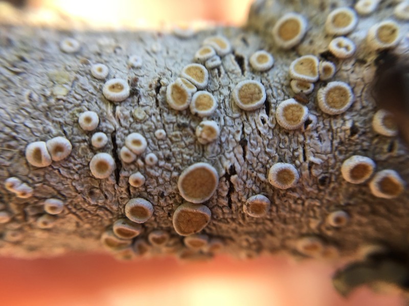 Crabseye Lichen photo 6