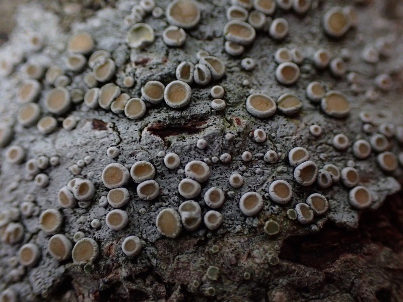Crabseye Lichen photo 7