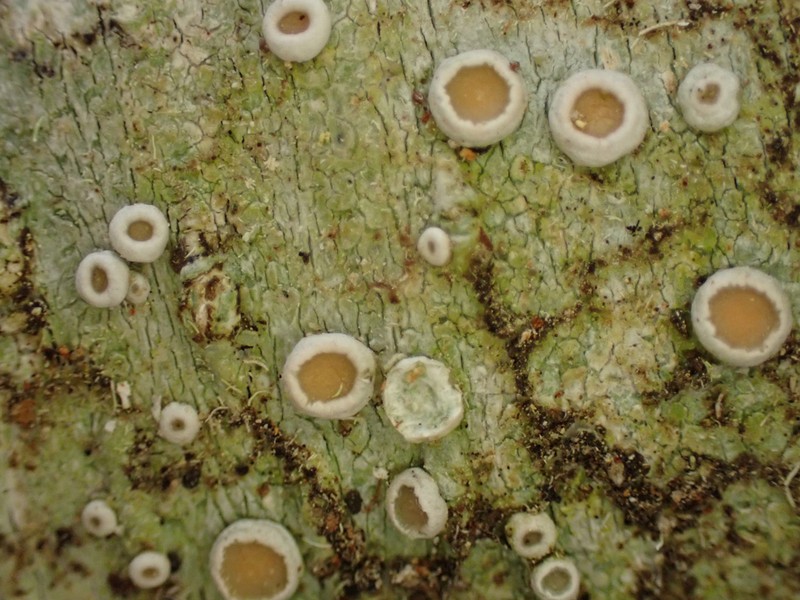 Crabseye Lichen photo 8