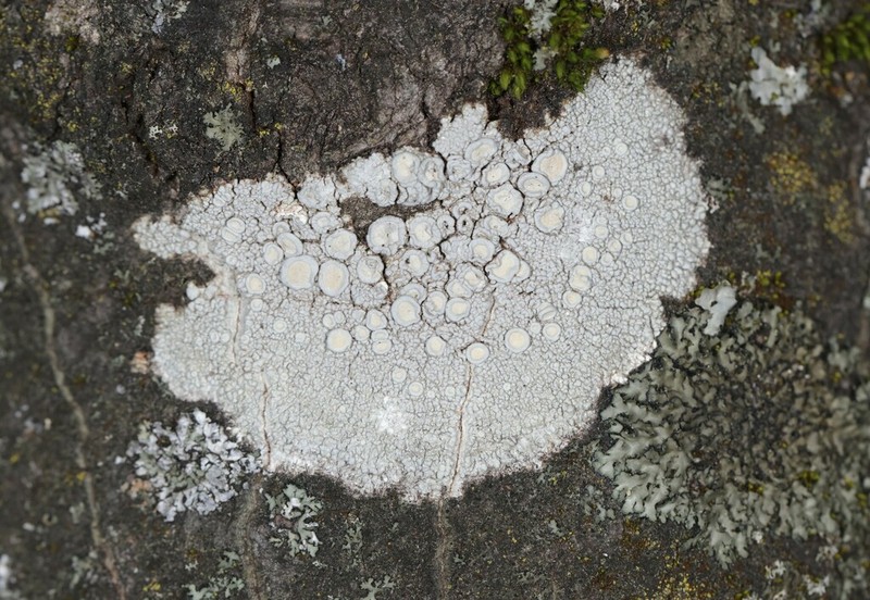 Ochrolechia meicana photo 2