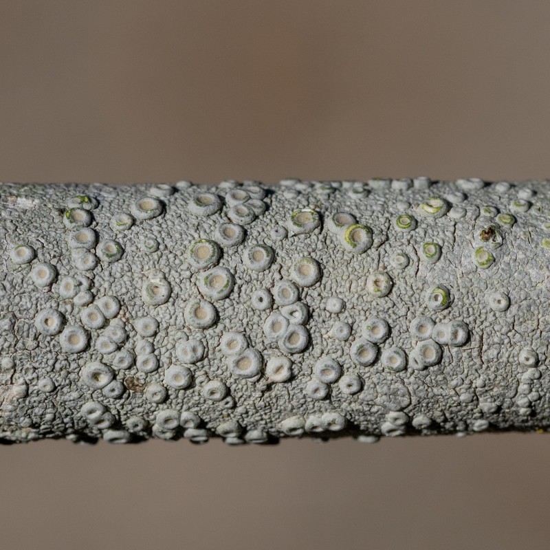Ochrolechia meicana photo 4