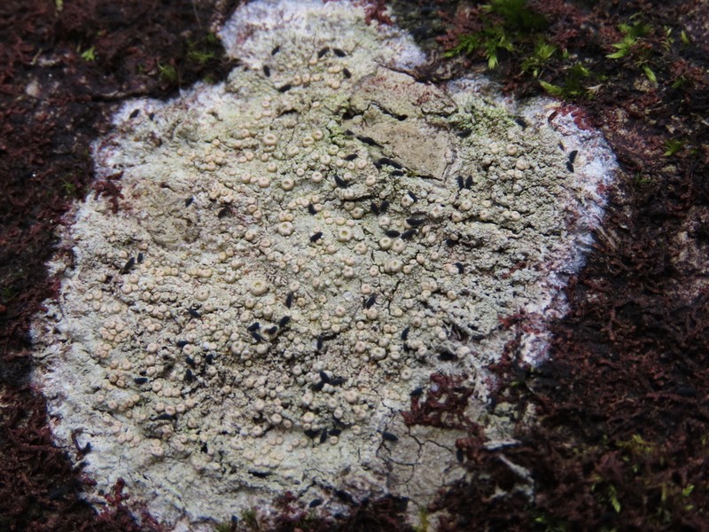 Ochrolechia meicana photo 5