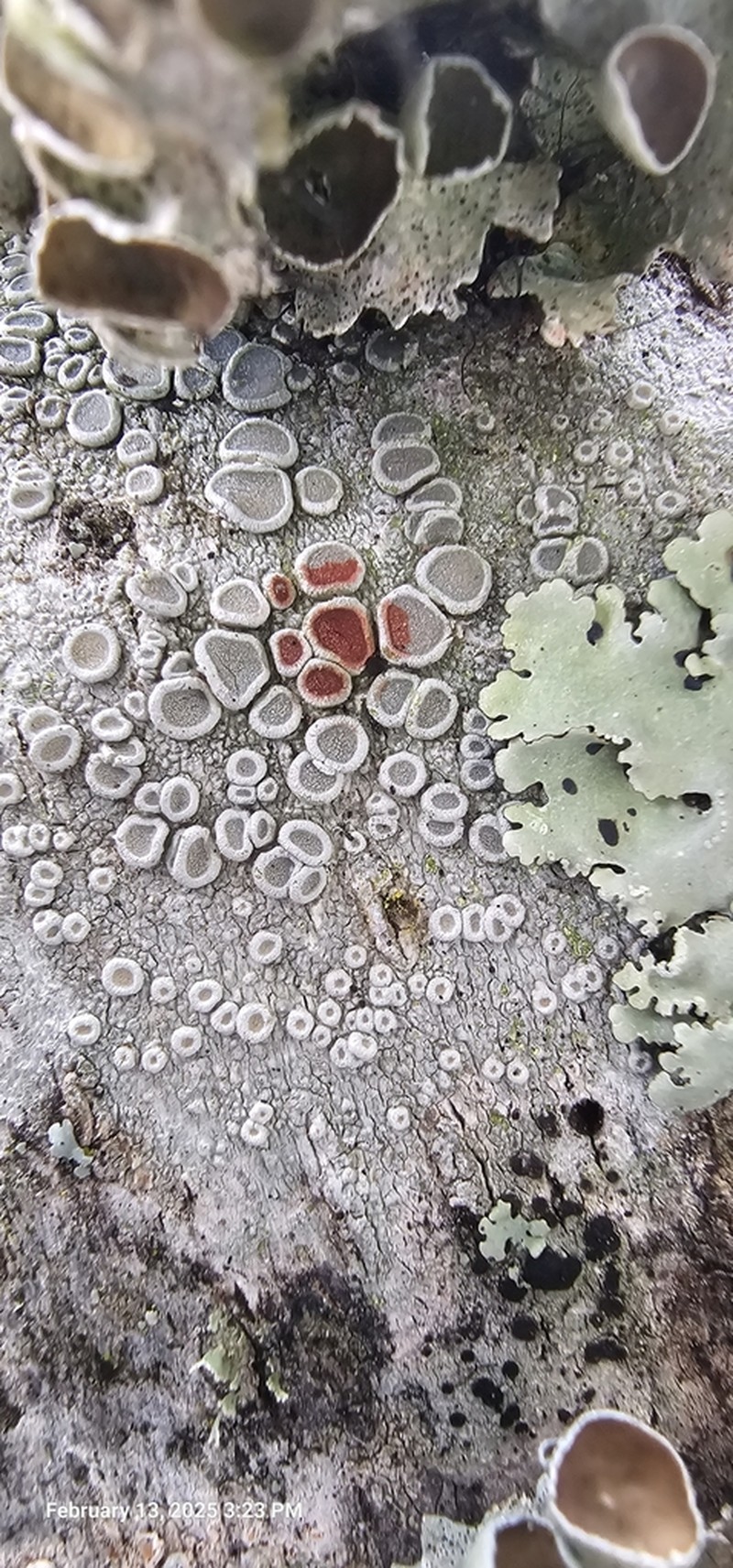 Ochrolechia meicana photo 6