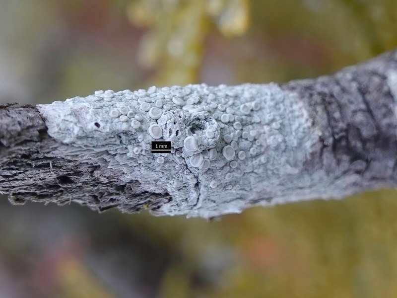 Ochrolechia meicana photo 7