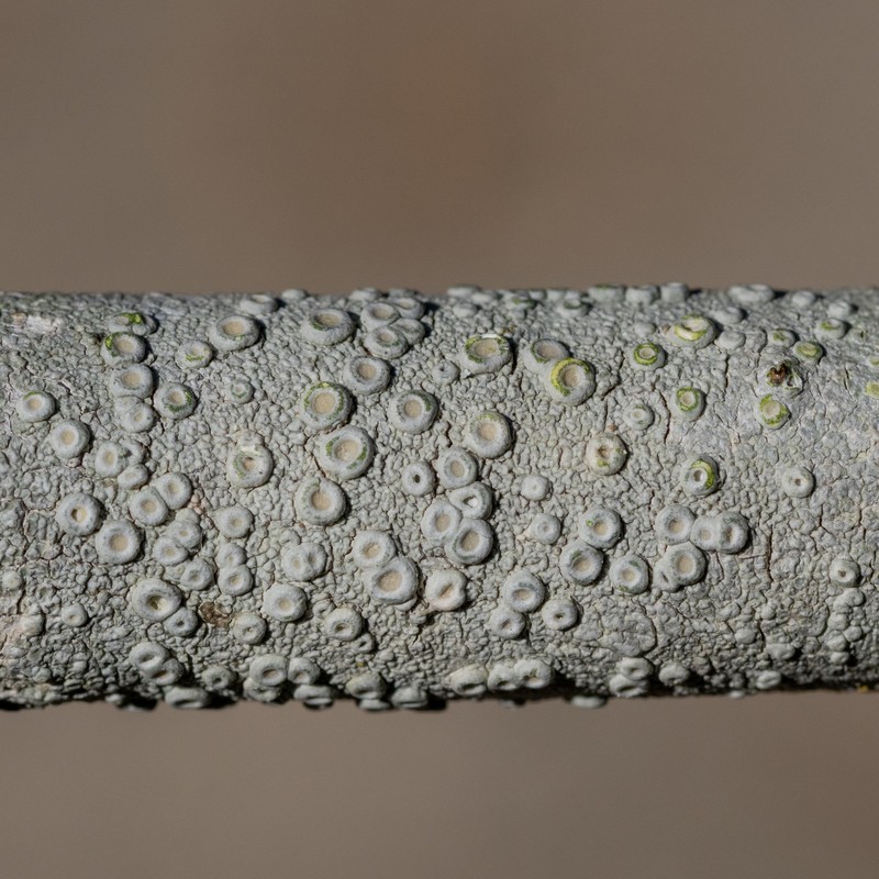 Ochrolechia meicana photo 8