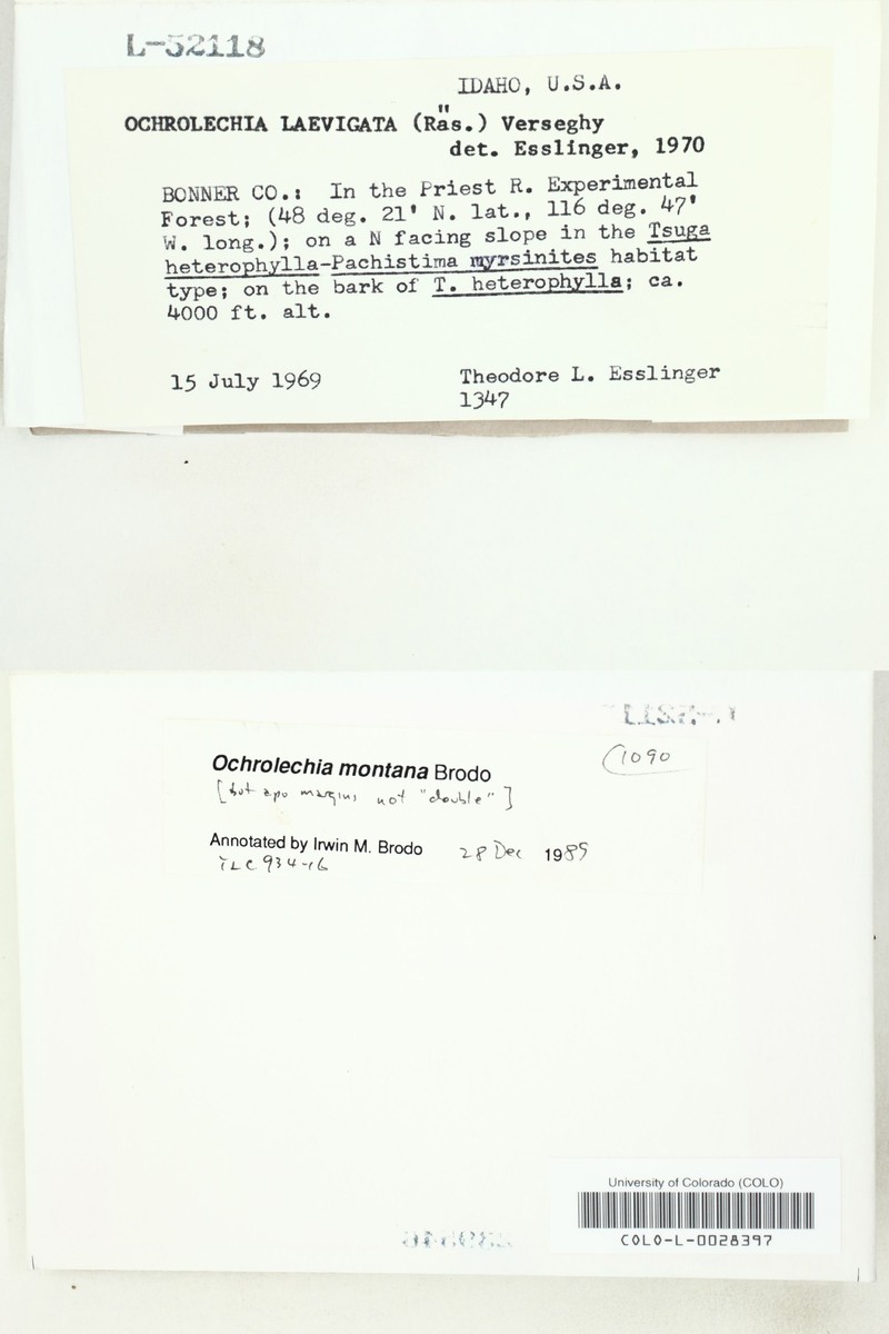 Ochrolechia montana photo 2